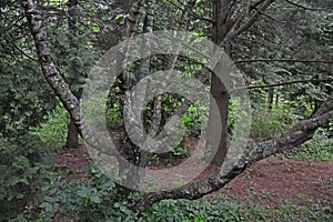 Tree trunk in Dendrology garden in Pereslavl-Zalessky city