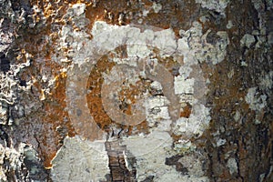 Tree trunk detail texture as natural background. Bark tree texture wallpaper.