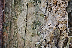 Tree trunk detail texture as natural background. Bark tree texture wallpaper.