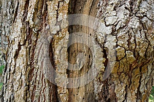 Tree trunk detail texture as natural background. Bark tree texture wallpaper.