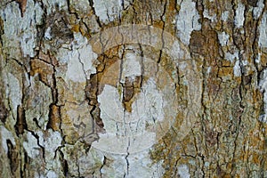 Tree trunk detail texture as natural background. Bark tree texture wallpaper. Durian tree Bark. Abstract background.