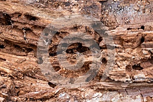 Tree Trunk Eaten By Insects. Natural old tree texture photo