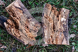 Tree Trunk Eaten By Insects. Natural old tree texture