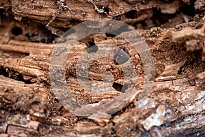 Tree Trunk Eaten By Insects. Natural old tree texture