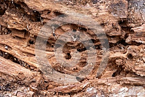 Tree Trunk Eaten By Insects. Natural old tree texture