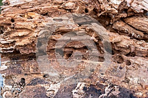 Tree Trunk Eaten By Insects. Natural old tree texture