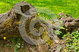 A tree trunk embraces two isolated florets