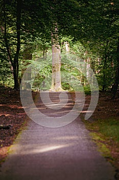 Tree trunk at the end of cycle path through green forest