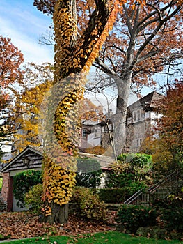 tree trunk enveloped in ivy