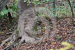 Tree trunk with exposed roots