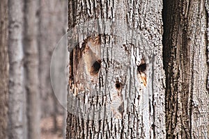 Tree Trunk with Face Design