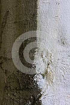 Tree trunk of fagus silvatica pendula beech tree