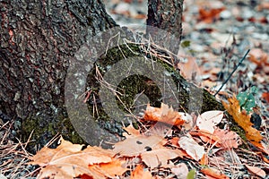 Tree trunk with fallen autumn leaves close up