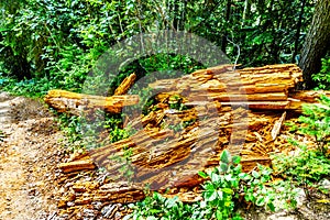 Tree trunk at Falls Lake near the Coquihalla Summit in British Columbia, Canada