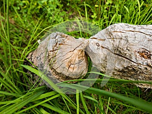 Tree trunk felled by beavers next to lake