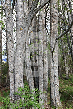 Tree trunk in forest