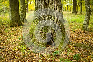 Tree trunk in forest