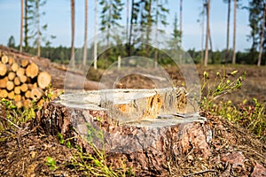 Tree trunk in a forest