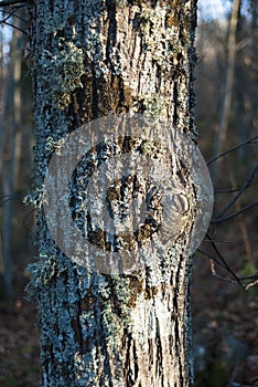 Tree trunk in forest with blue and grayish lichens attached to it in autumn, vertical