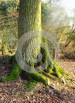 A tree trunk forest in a forest in winter. Landscape nature scene of old trees roots covered in moss in the woods