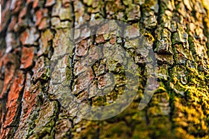 Tree trunk in the forest, old bark of a tree covered with moss.