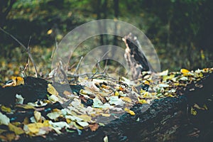 Tree trunk in the forest, surrounds autumn leaves, Autumn picture in the forest, city park, background concept Baanakkerspark, dre