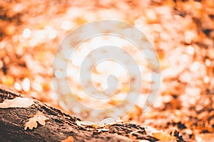 Tree trunk in the forest, surrounds autumn leaves, Autumn picture in the forest, city park, background concept Baanakkerspark, dre