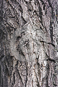 Tree trunk in the forest. Tree bark close-up.