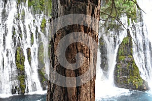 Tree Trunk in Front of Waterfall at McArthur Burney Falls Memorial State Park