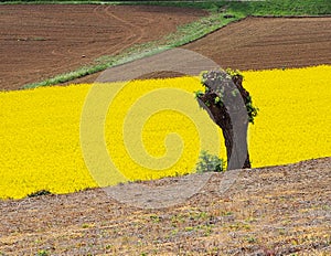 Tree trunk in front of a yellow flowers field