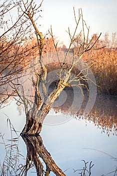 Tree trunk on a frosty morning in the sunrise reflecting in the