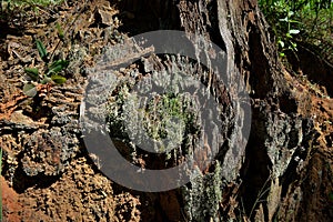 Tree trunk full of lichen cladonia