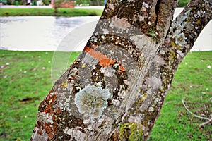 Tree trunk full of lichen photo
