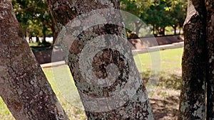 tree with a trunk full of lichens