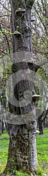 Tree trunk with fungal formations