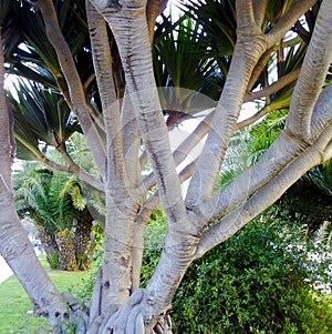 Tree trunk in the garden