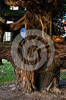 Tree trunk in the garden of Passeio Alegre in Porto photo