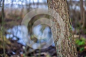 Tree trunk in a German forest