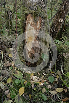 Tree trunk gnawed by a beaver