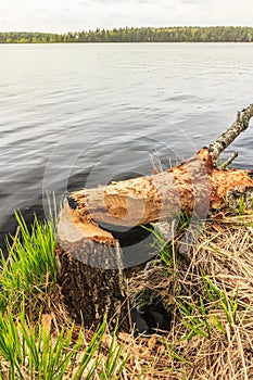 Tree trunk gnawed by beaver