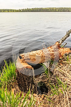 Tree trunk gnawed by beaver photo