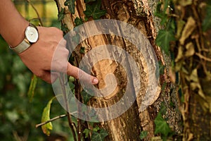 Tree trunk gnawed at by a beaver