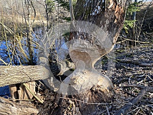 tree trunk gnawed by beavers close up