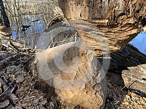 tree trunk gnawed by beavers close up