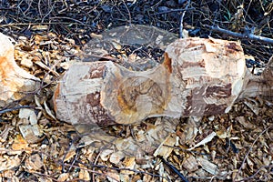 A tree trunk gnawed by beavers. Traces of sharp teeth on a tree