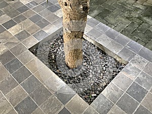 Tree trunk on gray stone pavement