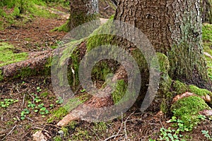 Tree trunk with green moss