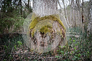 Tree trunk with green moss. Forest and wilderness