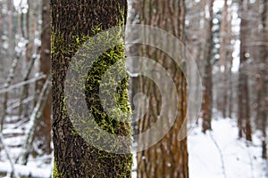 Tree trunk with green moss in winter forest