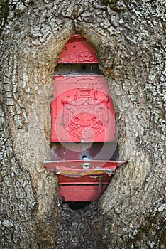 Tree trunk grown around a classic old style red mailbox